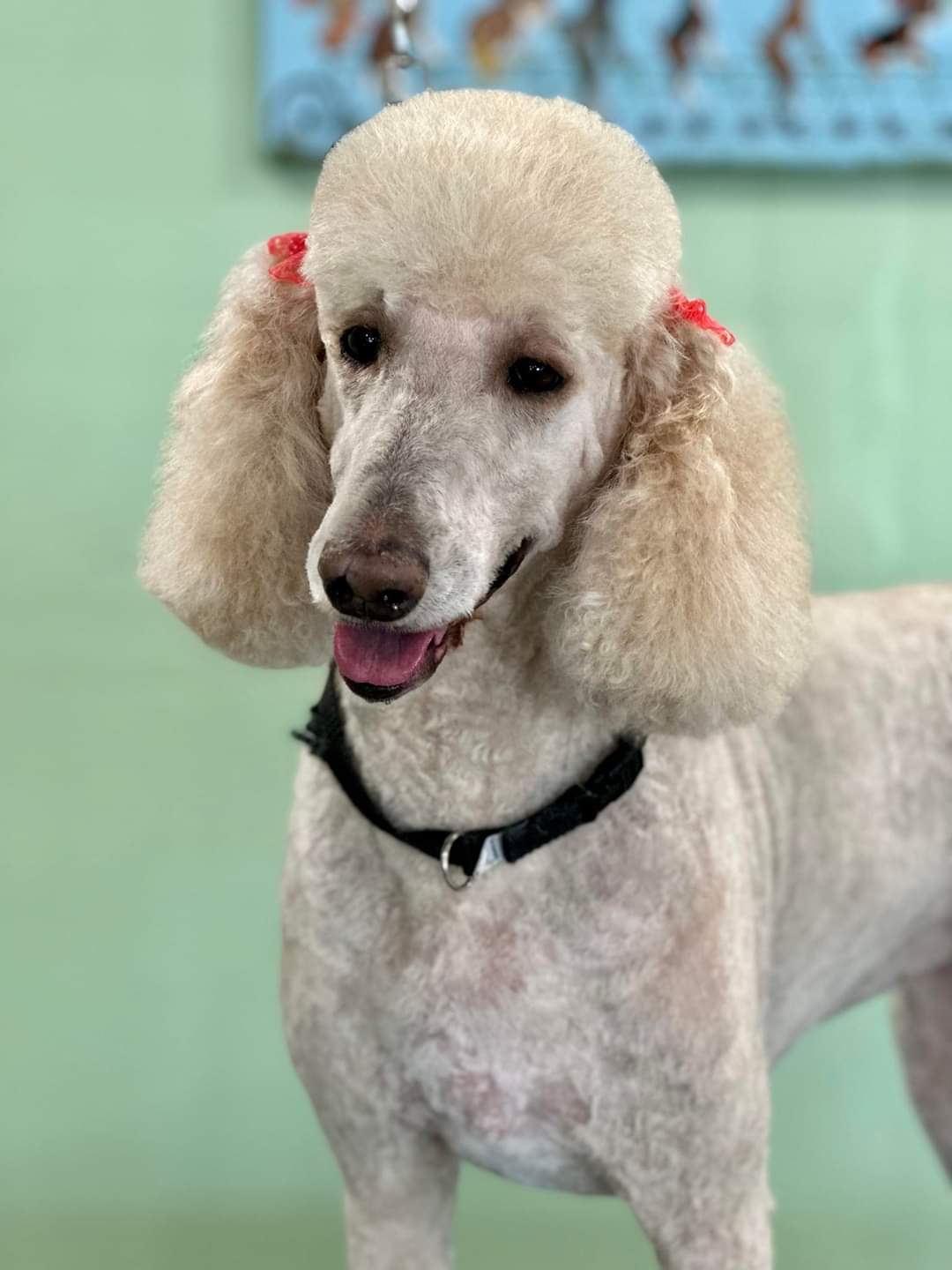 Happy Hounds Pet Salon Henderson