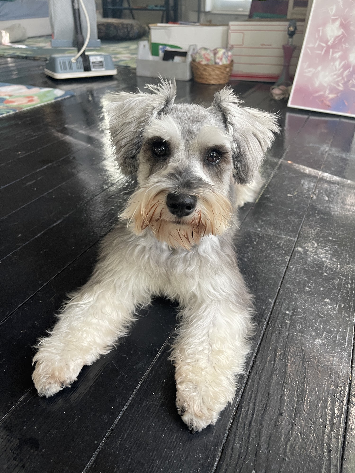 GiGi's Classic Grooms Henderson