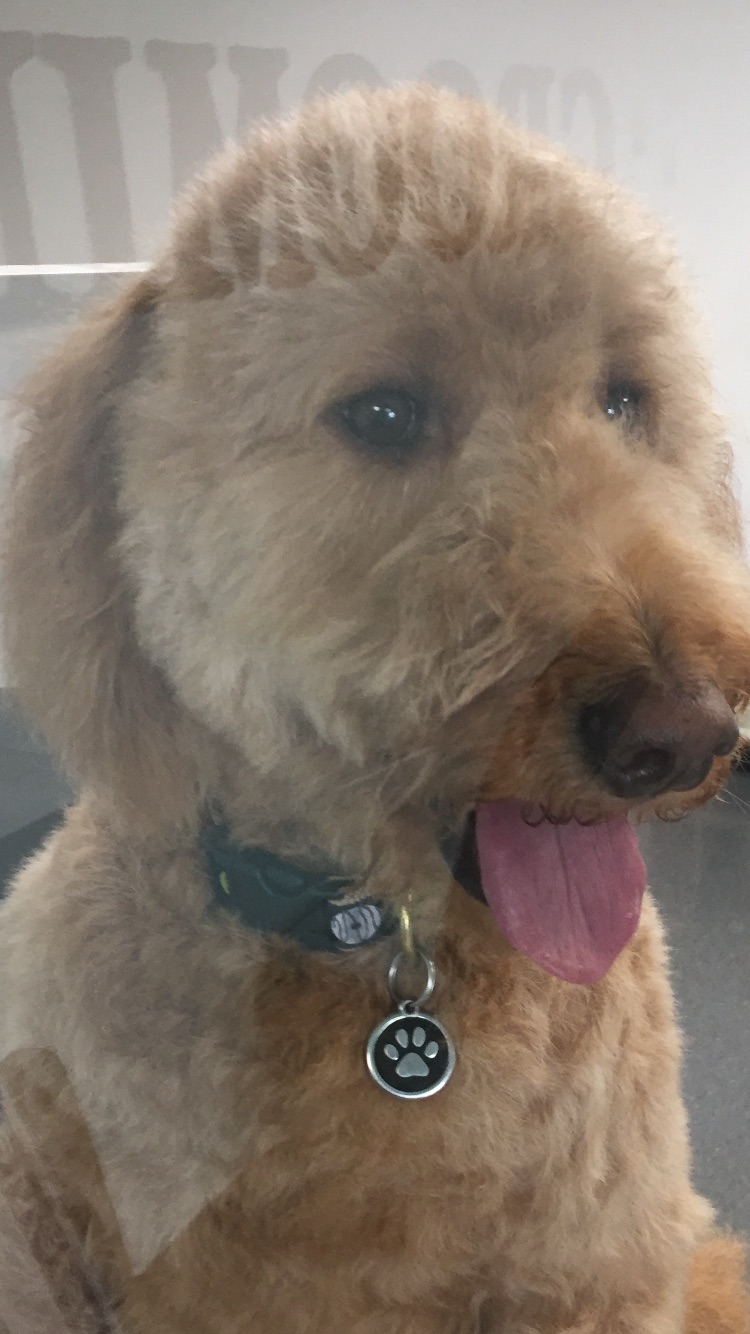 Happy Hounds Grooming, LLC Lexington