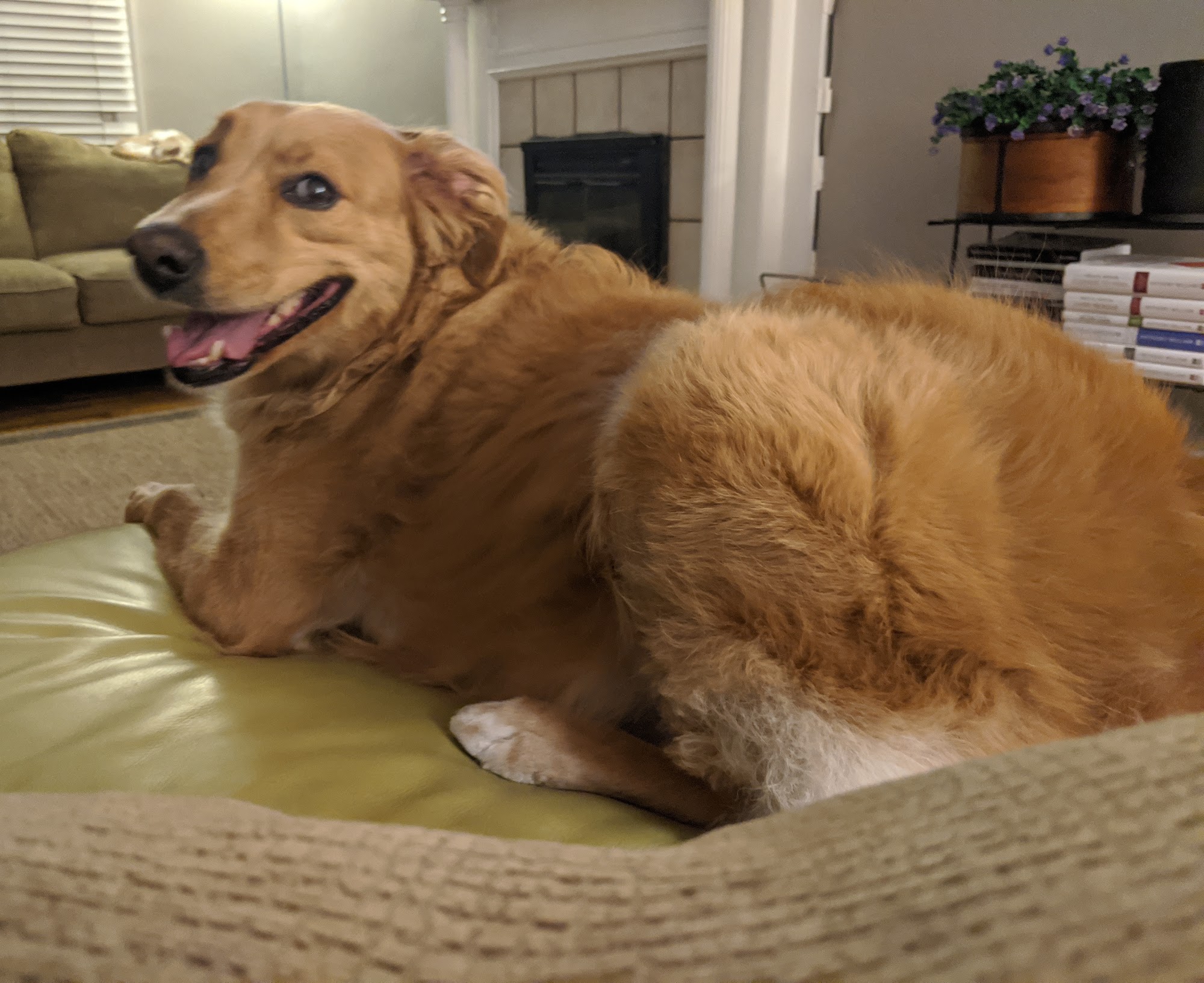 Jannas Pet Salon Lexington