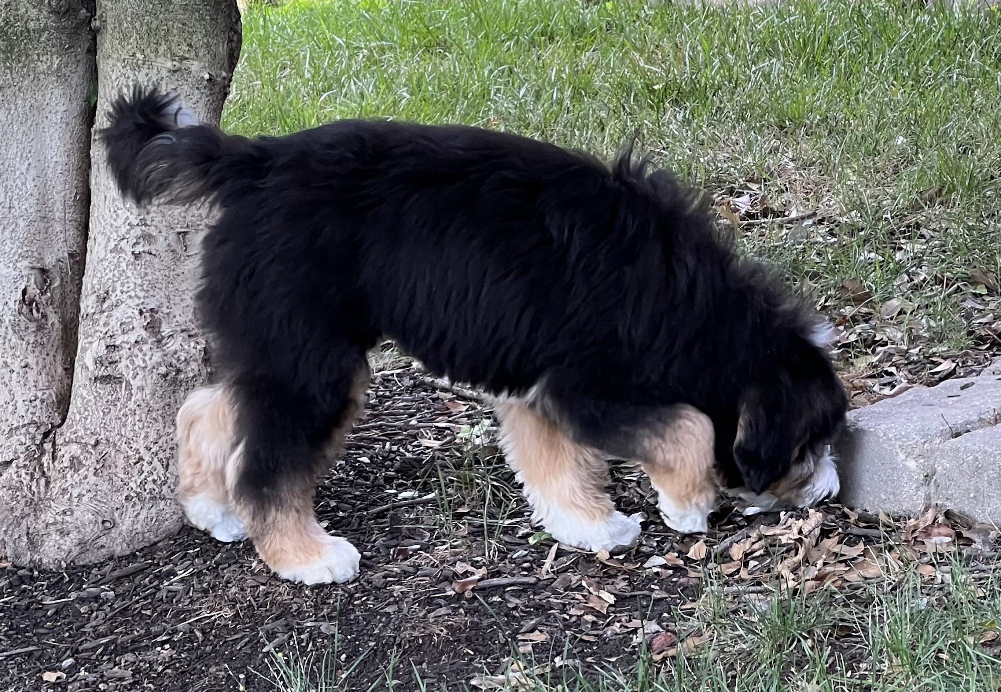 Tandi's Grooming Lexington