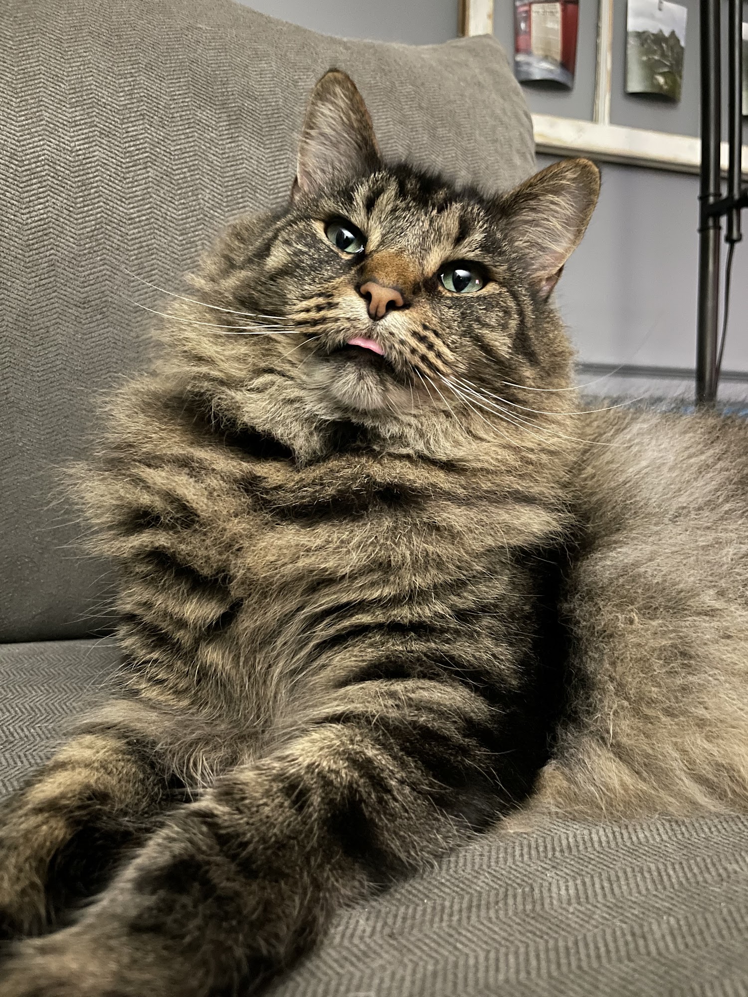 Lexington Humane Society Lexington