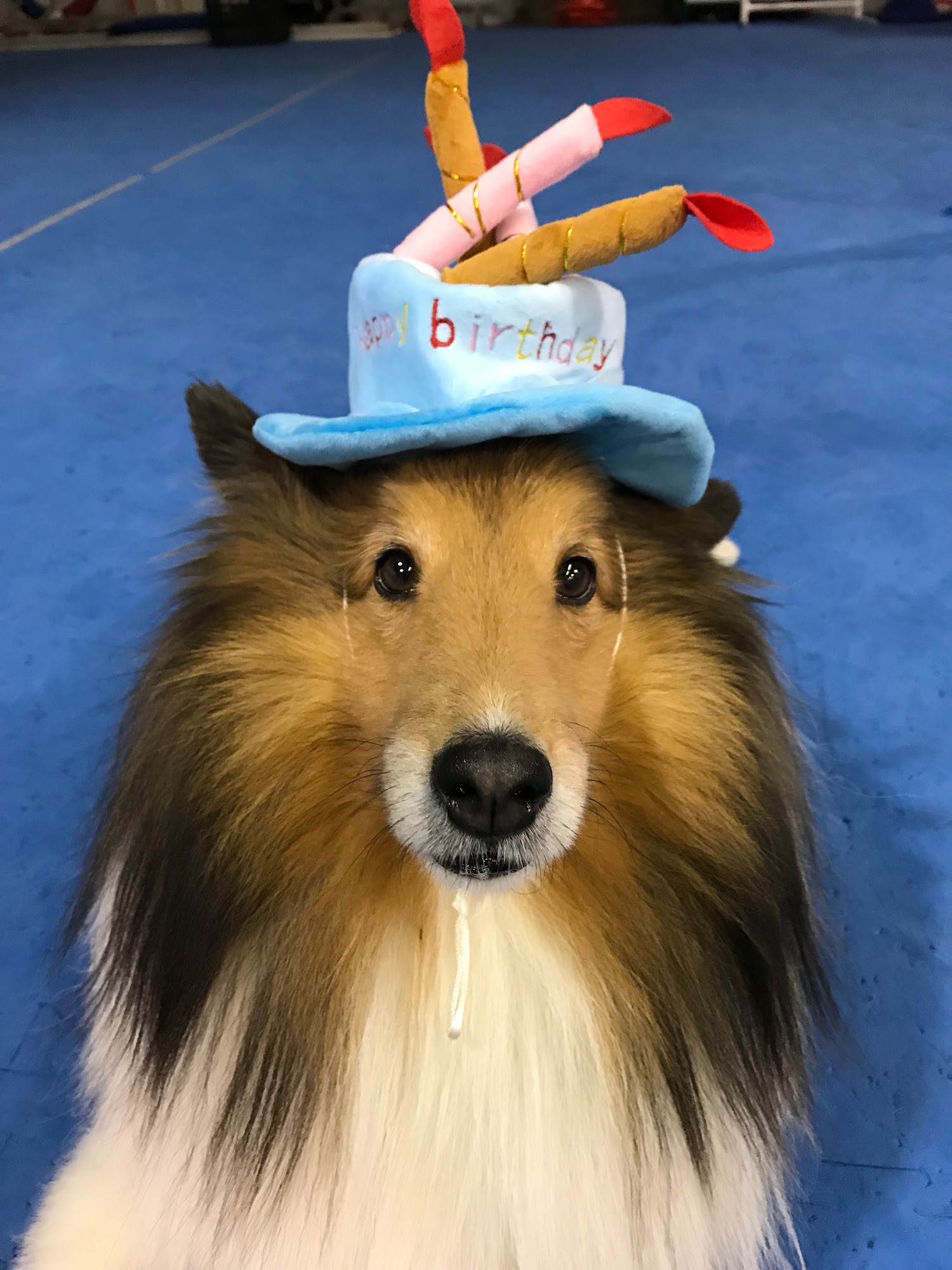 LexPets: Dog Daycare, Dog Boarding and Retail Lexington