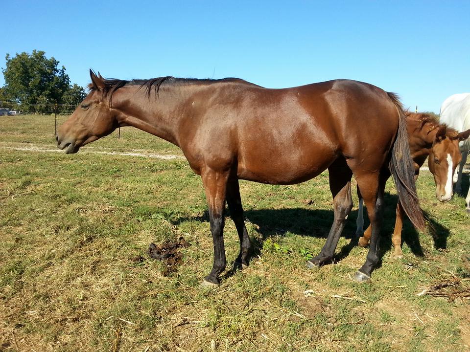 Watershed Equine Lexington