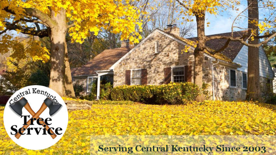 Central Kentucky Tree Service