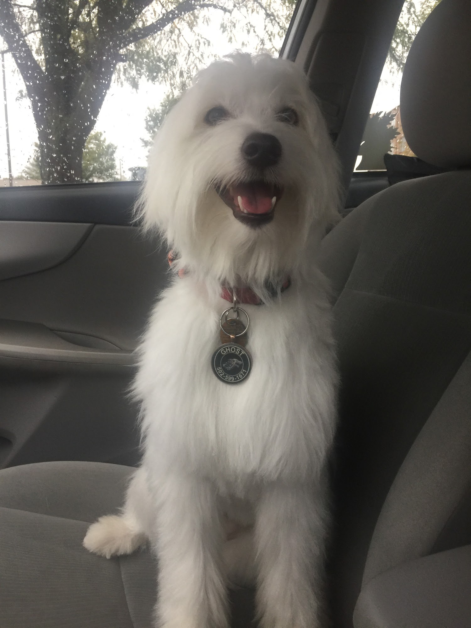 Chere's Grooming Louisville