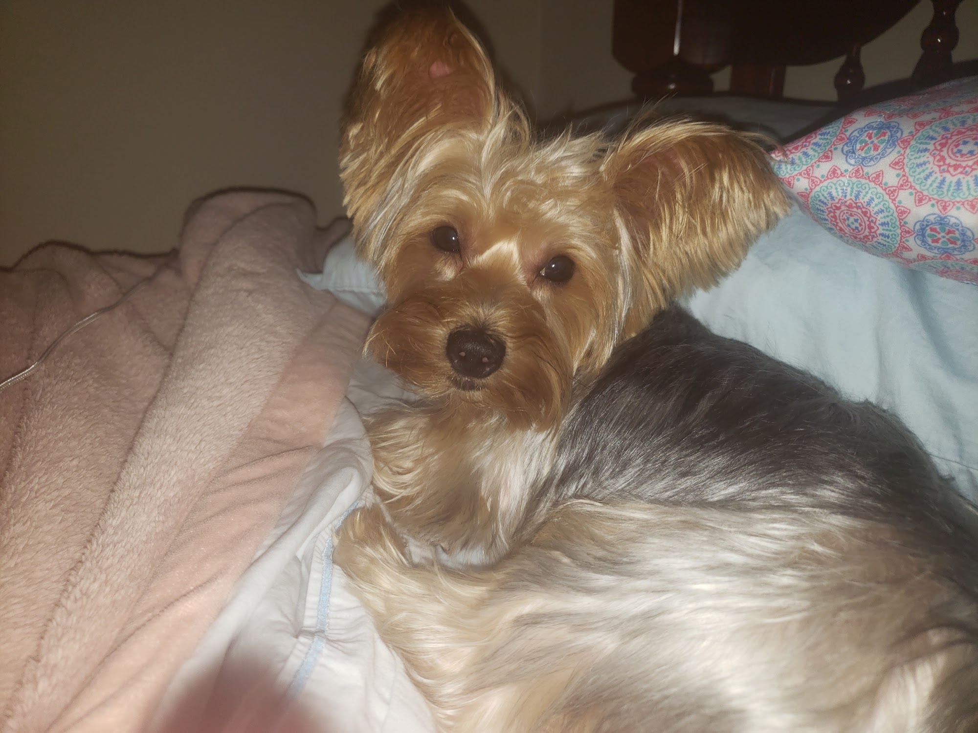 Mona's Pet X-Ing At Highview Louisville