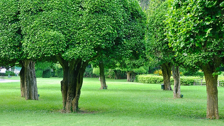 Louisville Tree Care