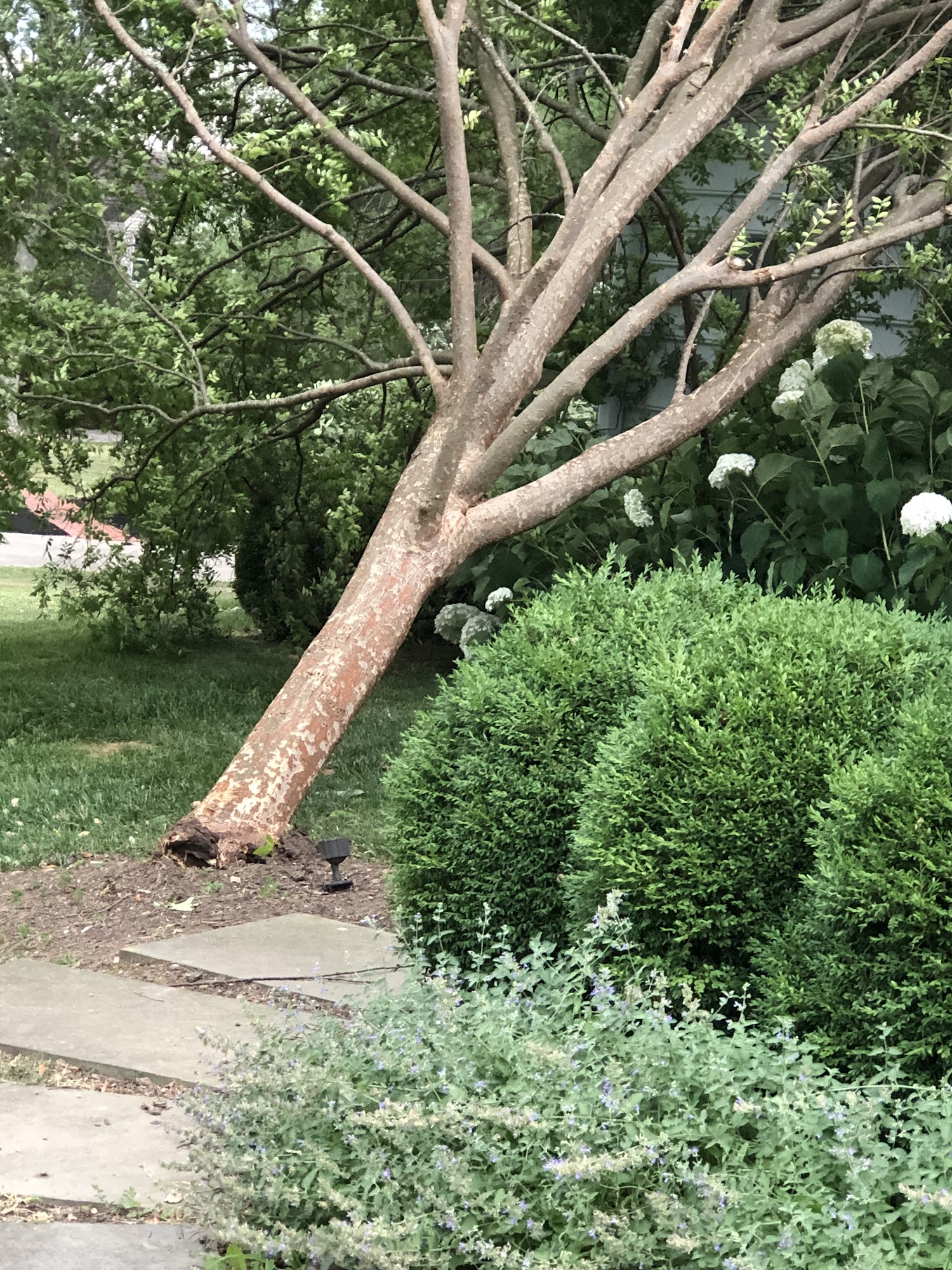 Farmer's Professional Tree Care