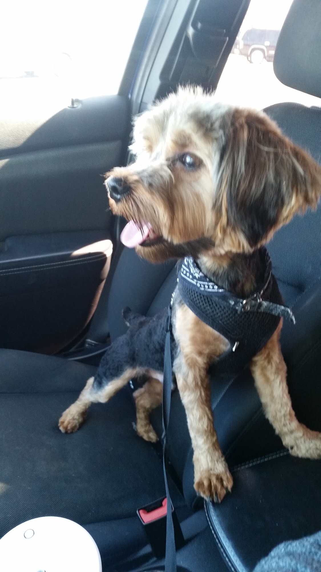 Families Pet Grooming Nicholasville