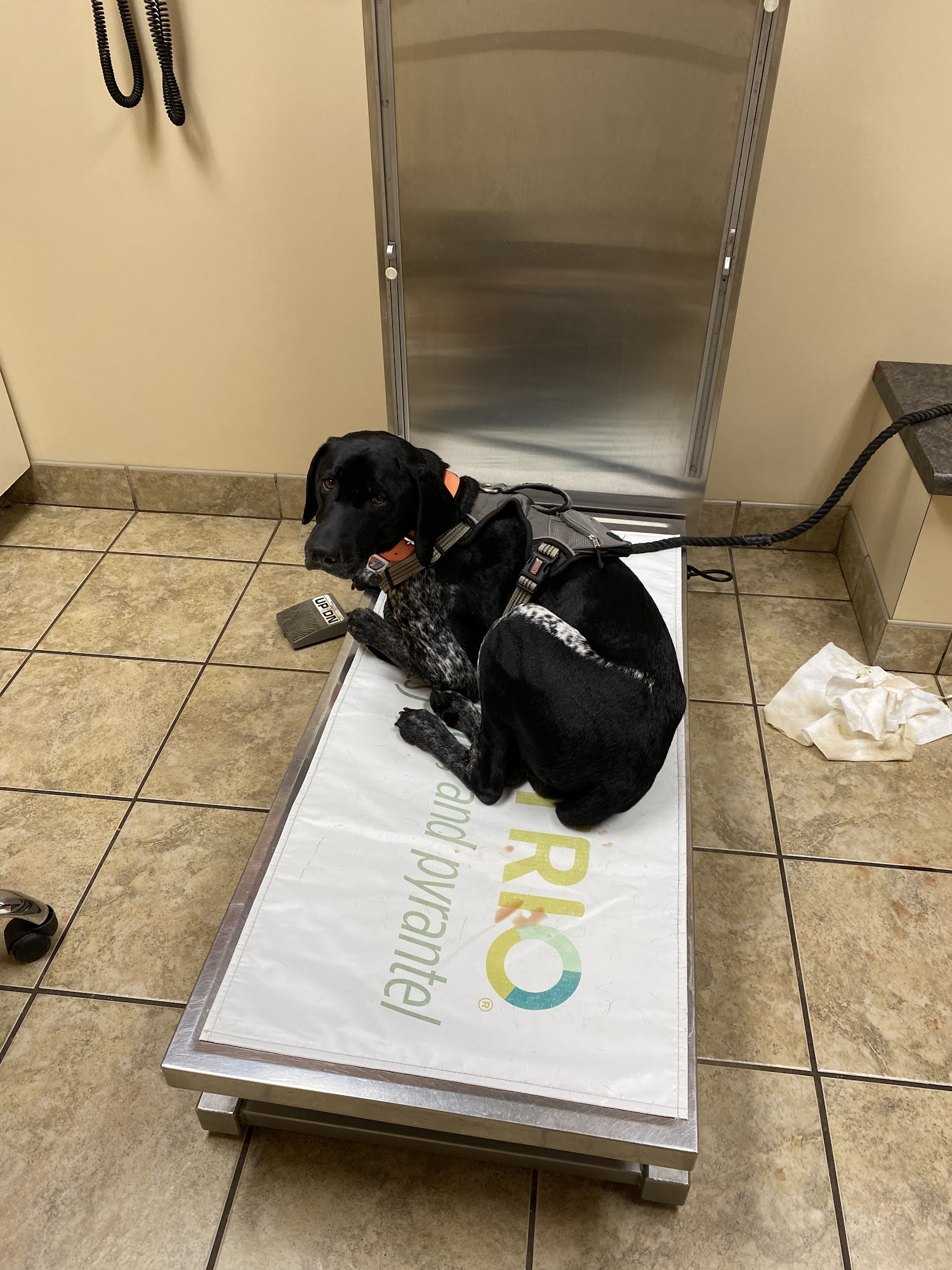 Oak Grove Animal Hospital: Bell A S DVM