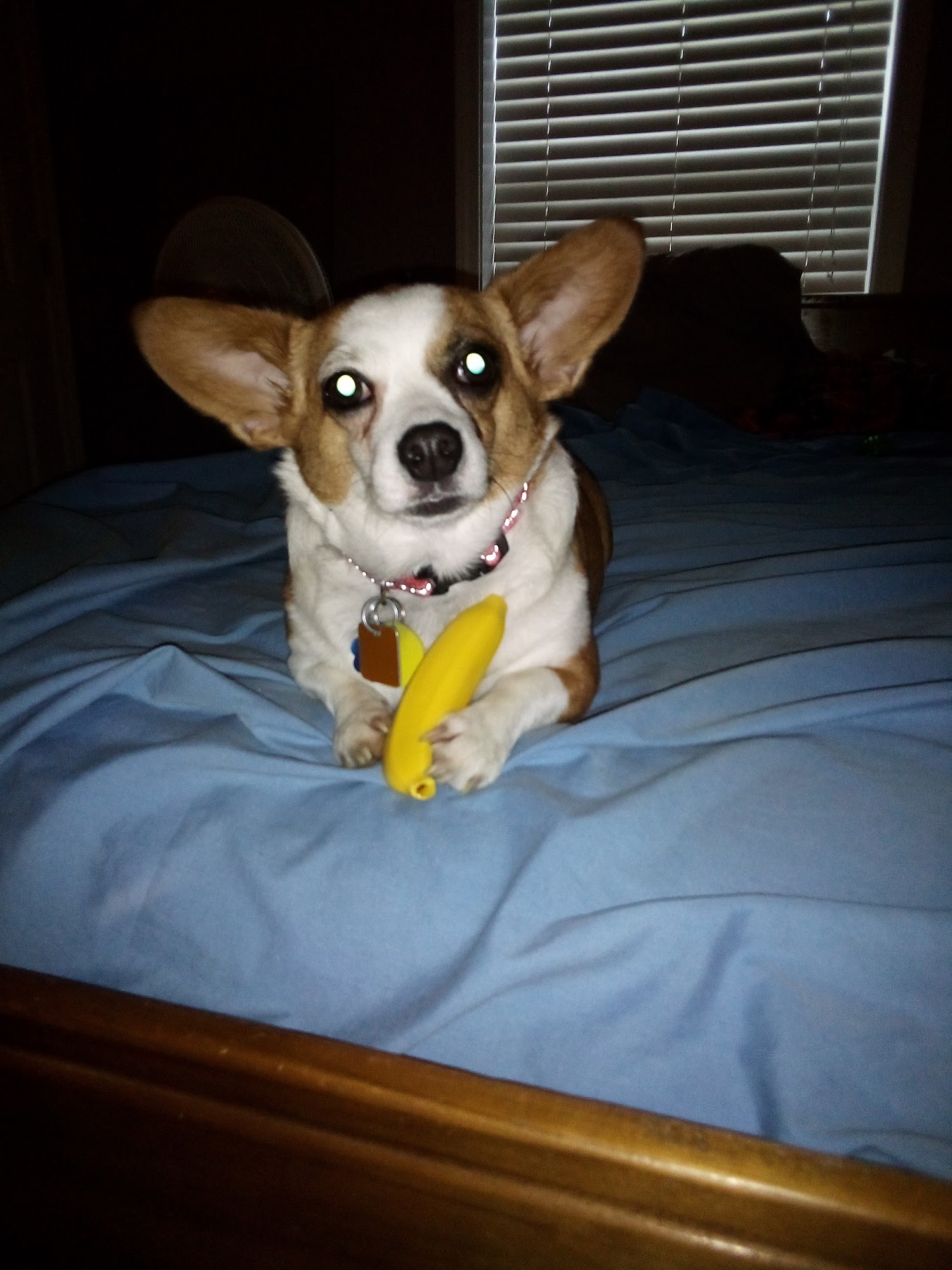 Brackins Pet Grooming Owensboro