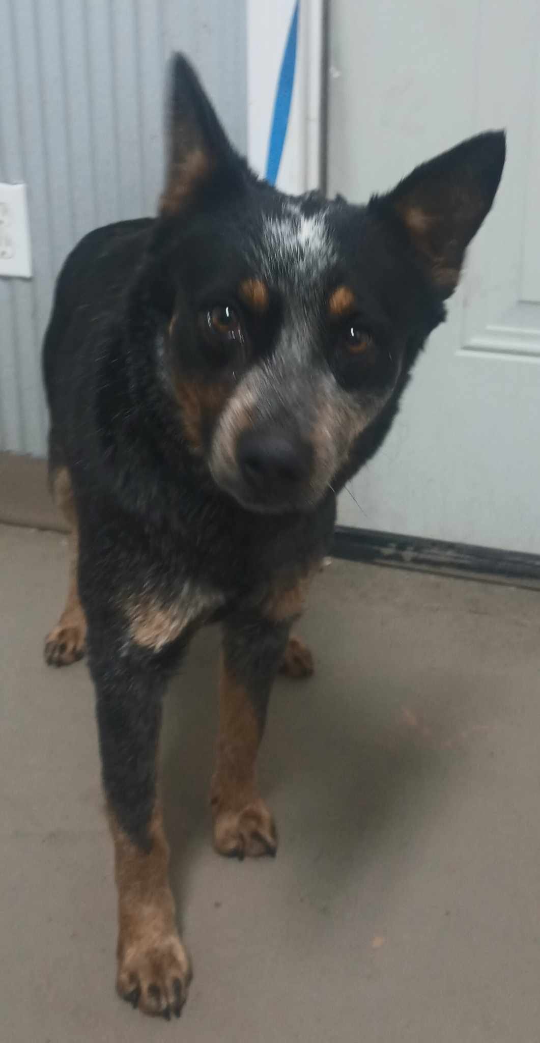 Owen County Friends of Animals, Inc. Owenton