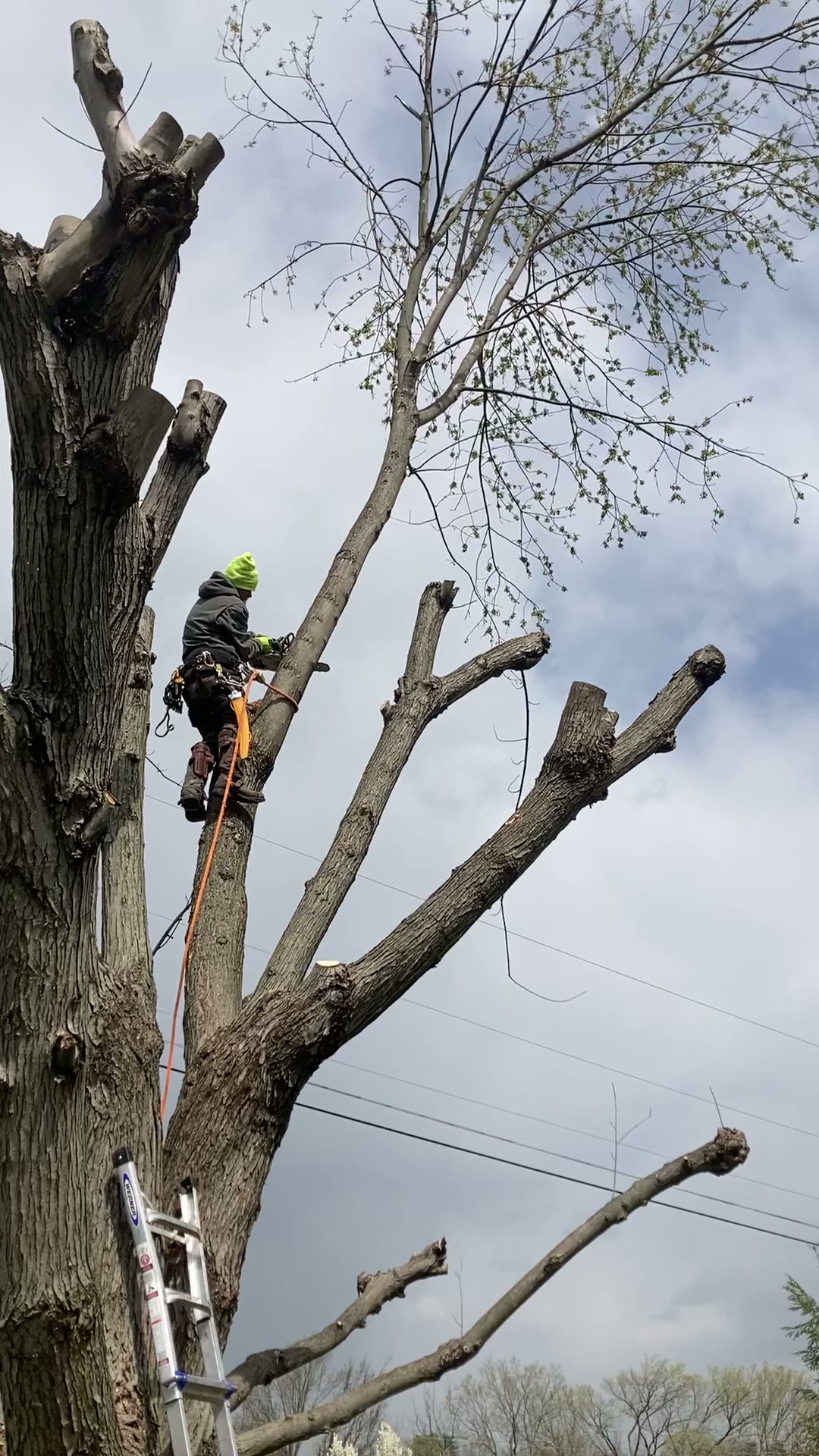 Red Squirrel Tree Services, LLC