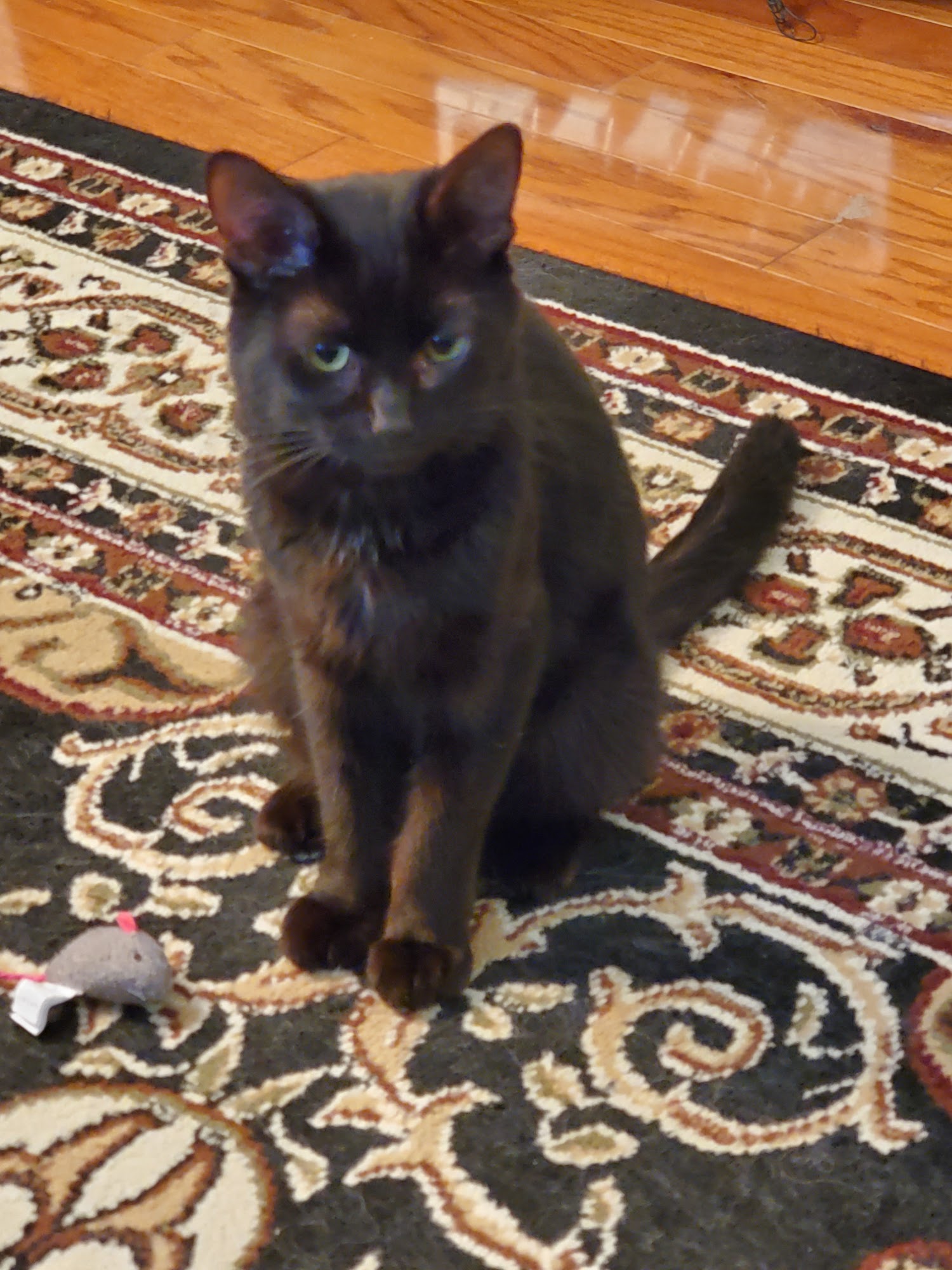 Veterinary Center of Somerset Somerset