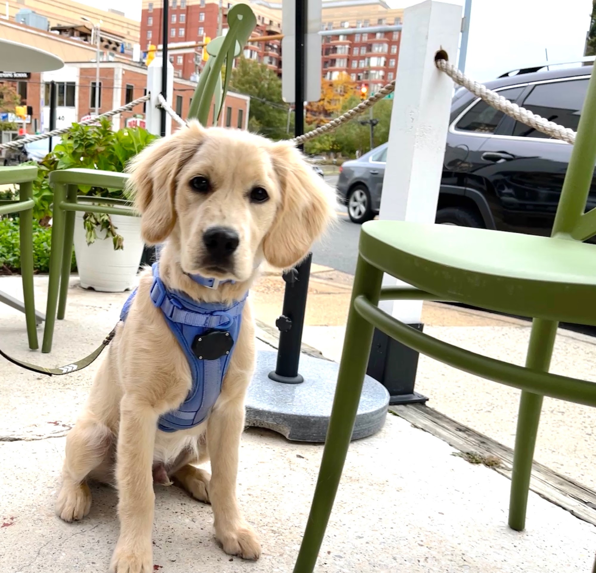 GoldenQuest Comfort Retrievers Versailles