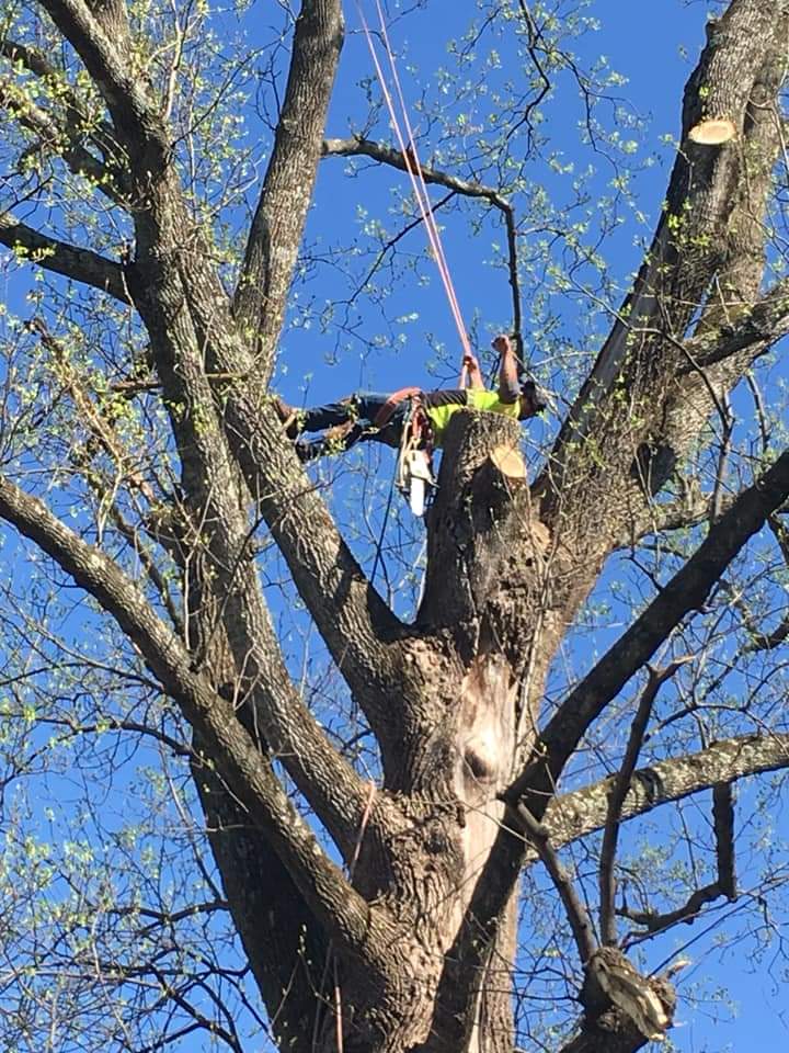 Flores Tree Services Climbing To The Top, LLC