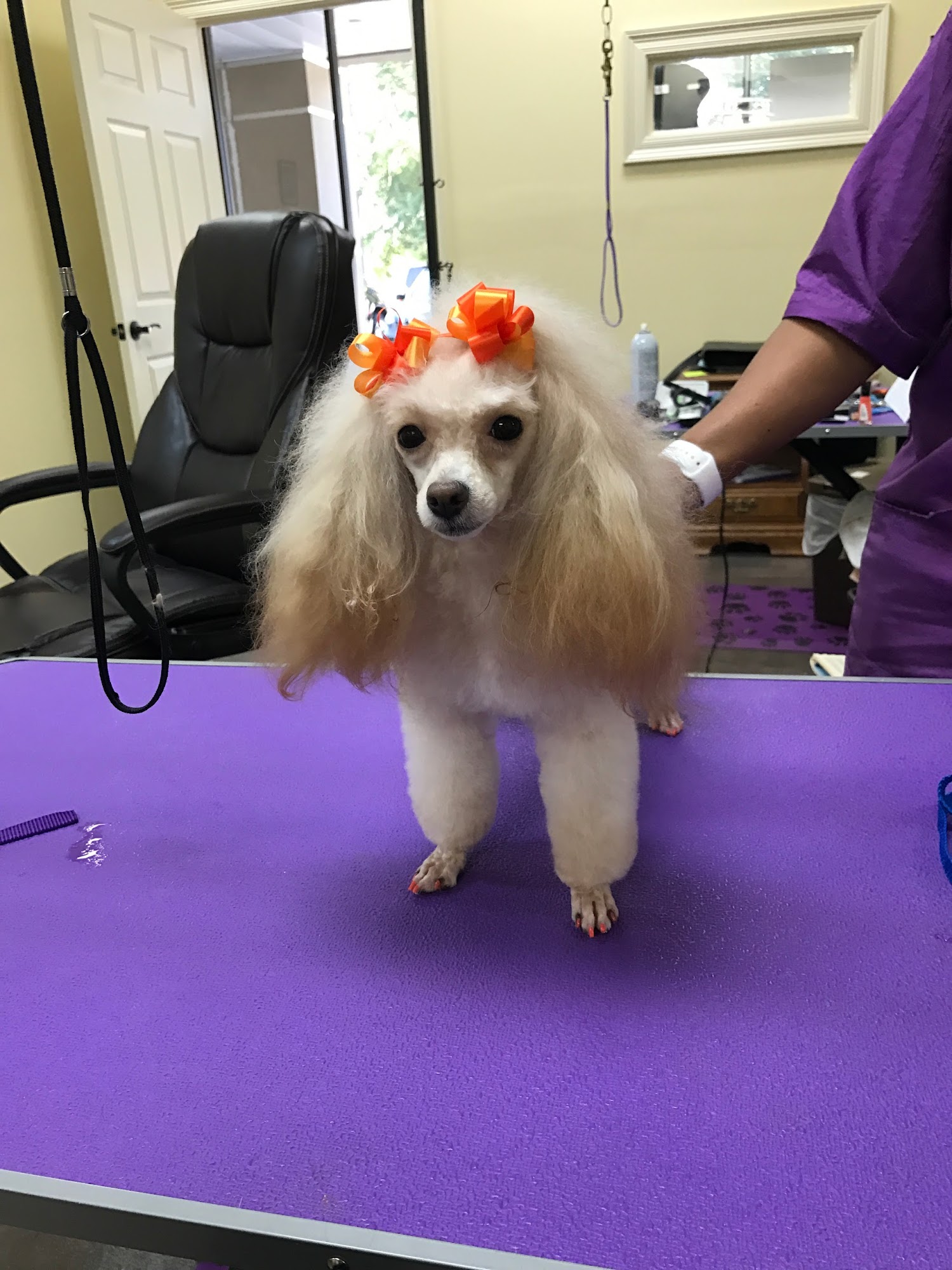 BEVERLY'S GROOMING Baton Rouge LA Hours, Directions, Reviews