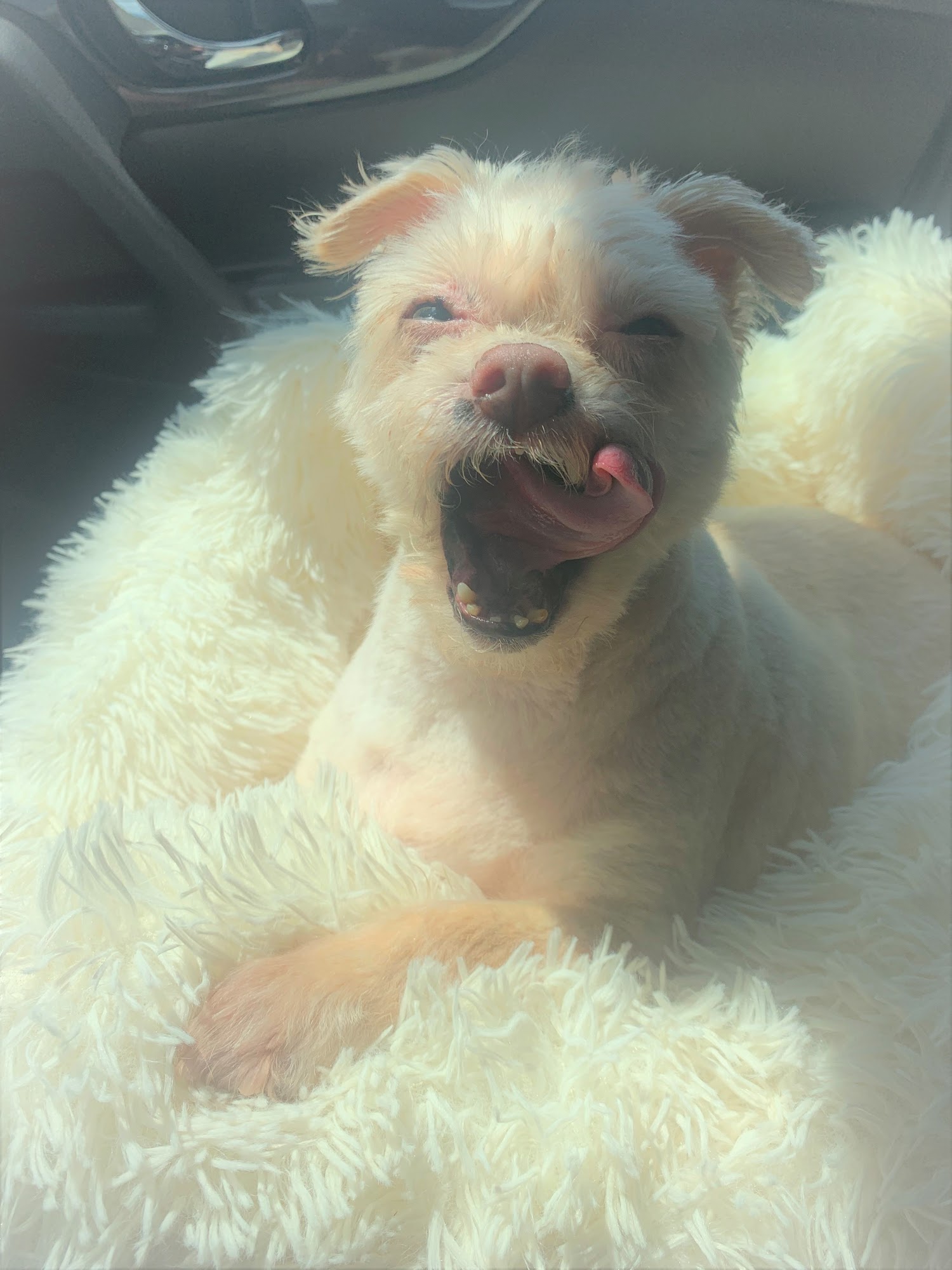 Best N Show Pet Salon LLC Baton Rouge