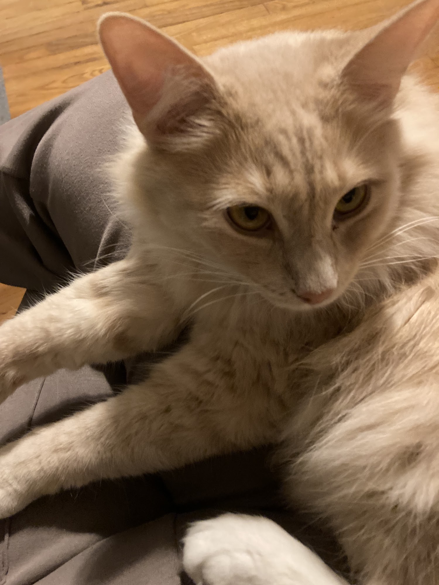 Cat Haven Baton Rouge
