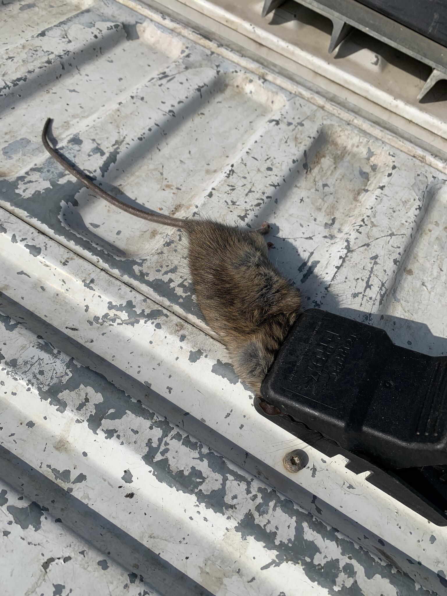 Photo credit: nextdoor