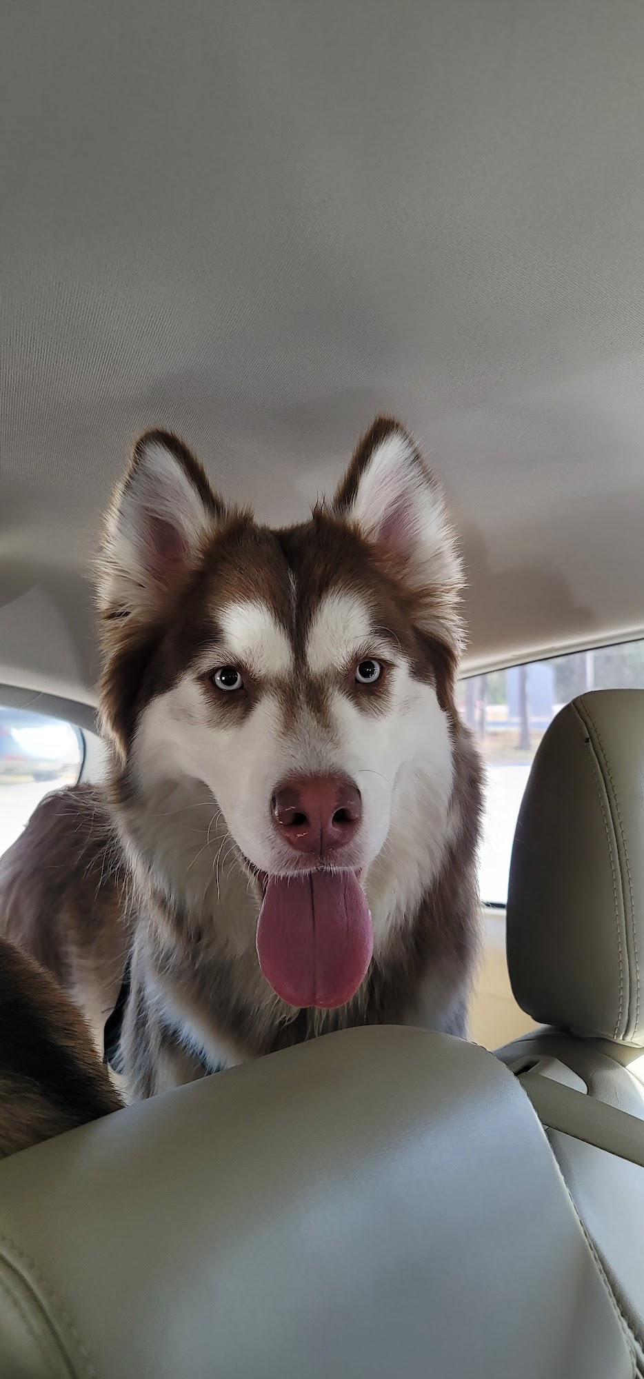 Melly's Clip-N-Dip Denham Springs