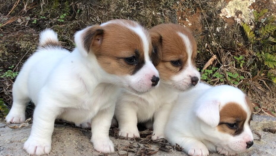 Meyers Hunt Terriers & Jack Russells