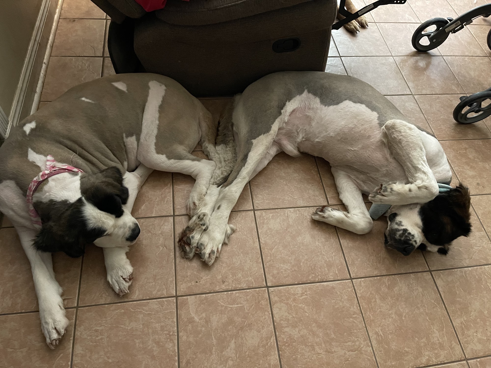 Puppy Sudz Mandeville