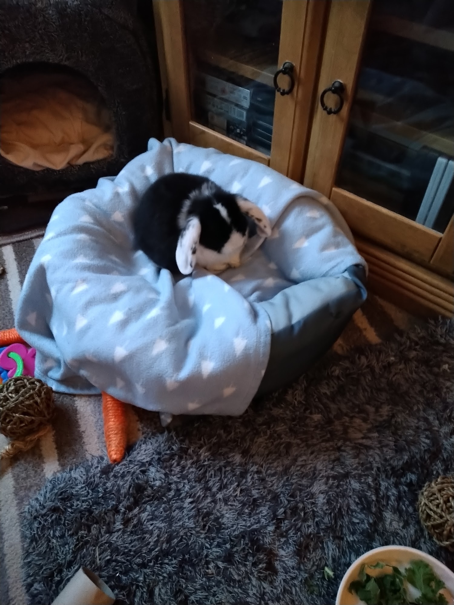 Pets Corner Lincoln