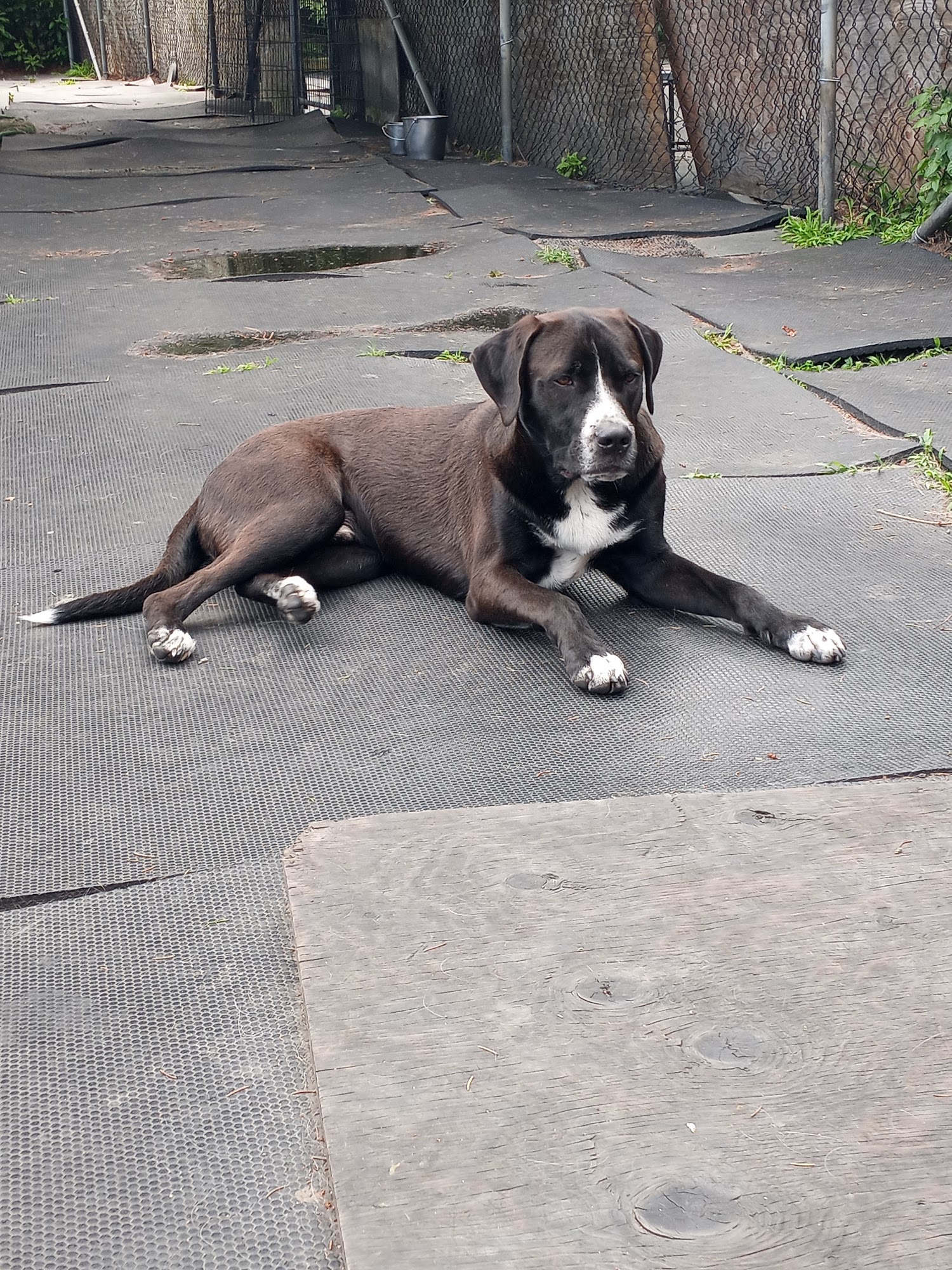 Country Canine Dog Daycare Acton