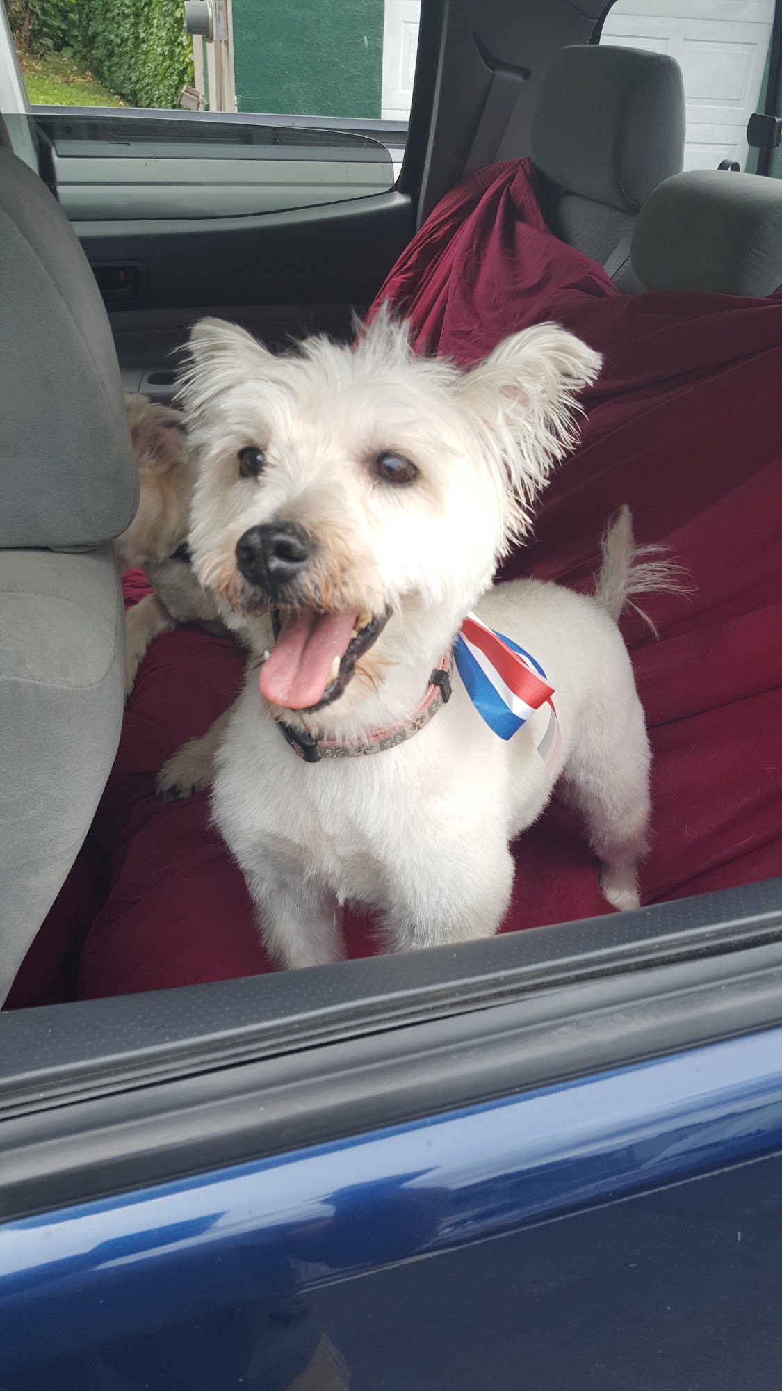 Sandy's K-9 Pet Salon Agawam