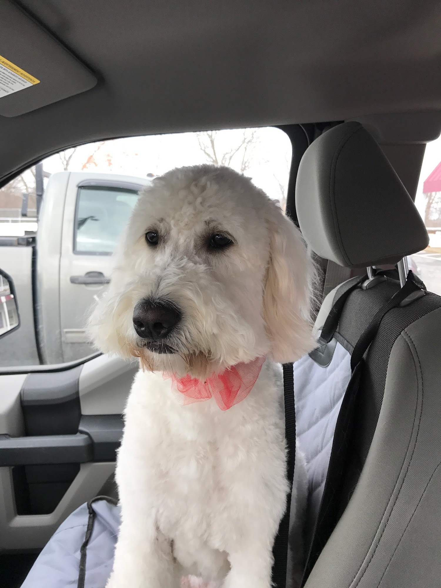 Pet Pals Grooming Center Ashland