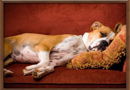 Country Time Pet Retreat Berkley