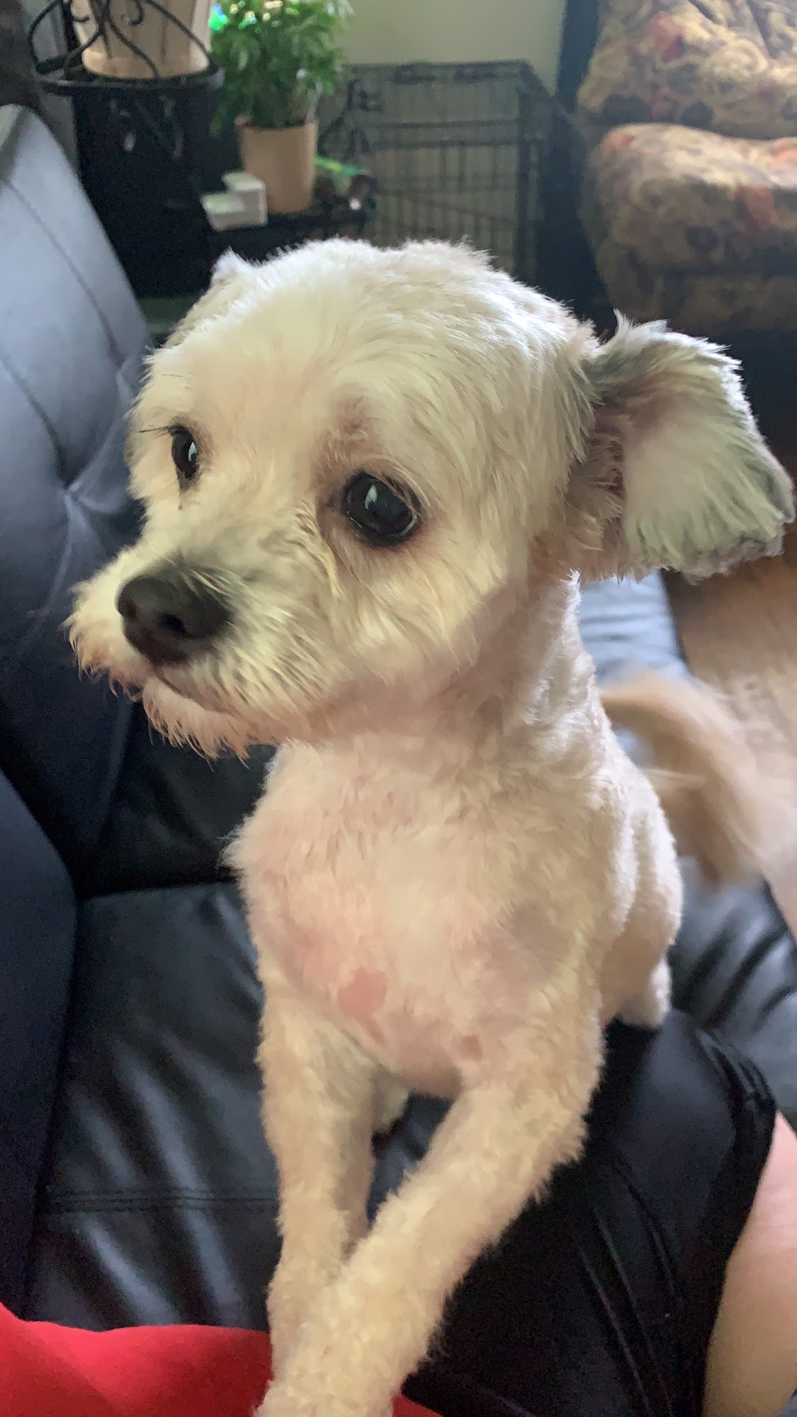 Susie's Groom Hut & Pet Services Beverly