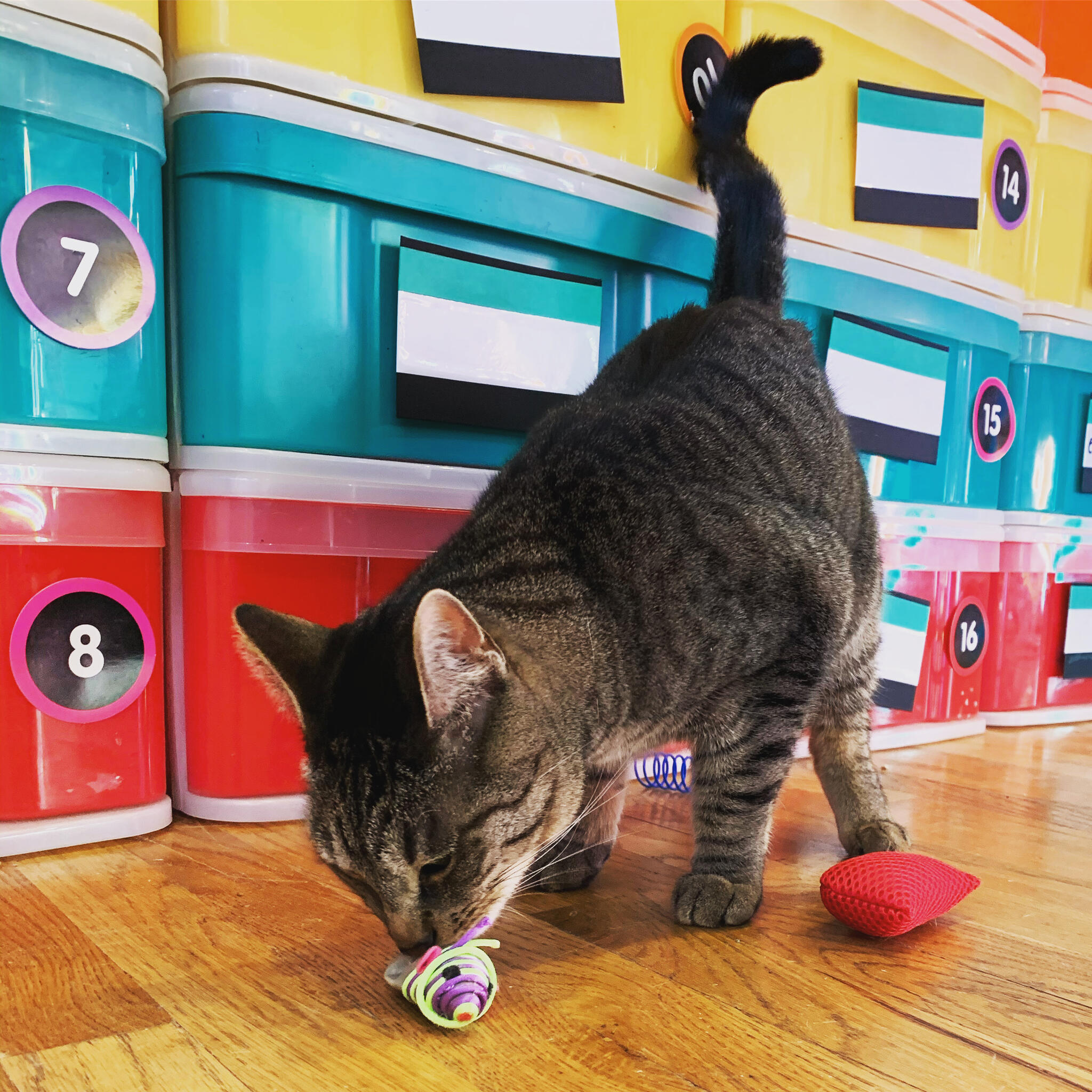 SoHoCats Luxury Feline Hotel Beverly