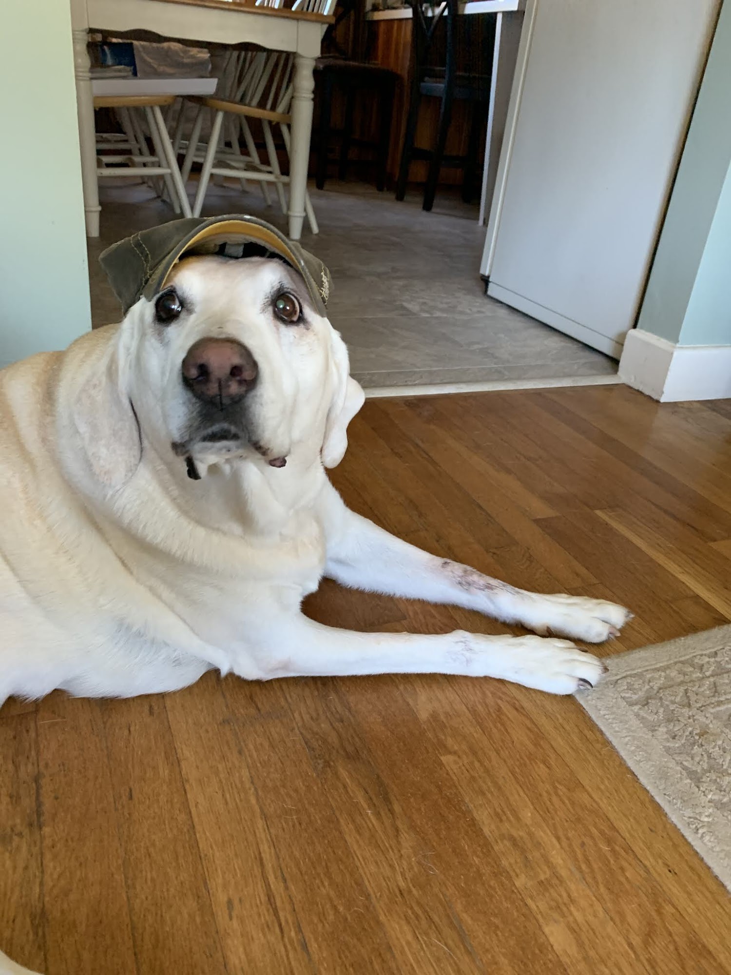 Aintree Kennel Boxford