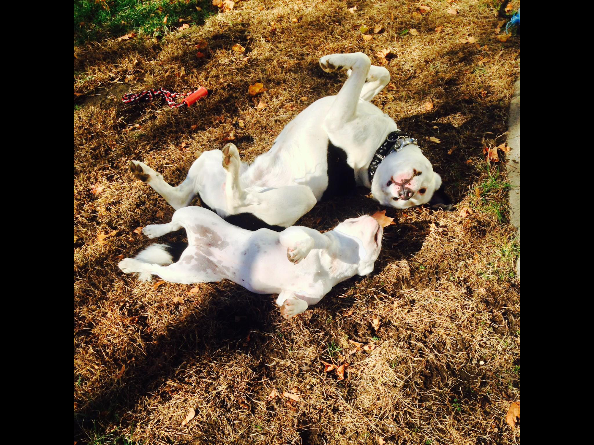 Doggie dates - Burlington