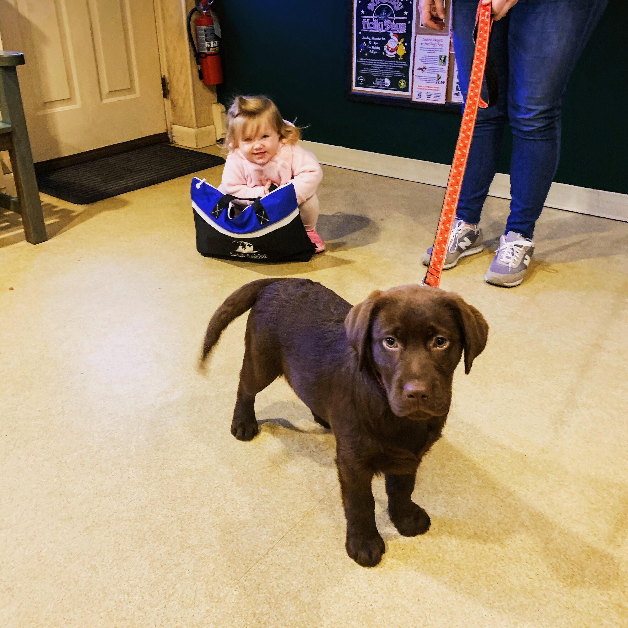 Duxbury Animal Hospital Duxbury