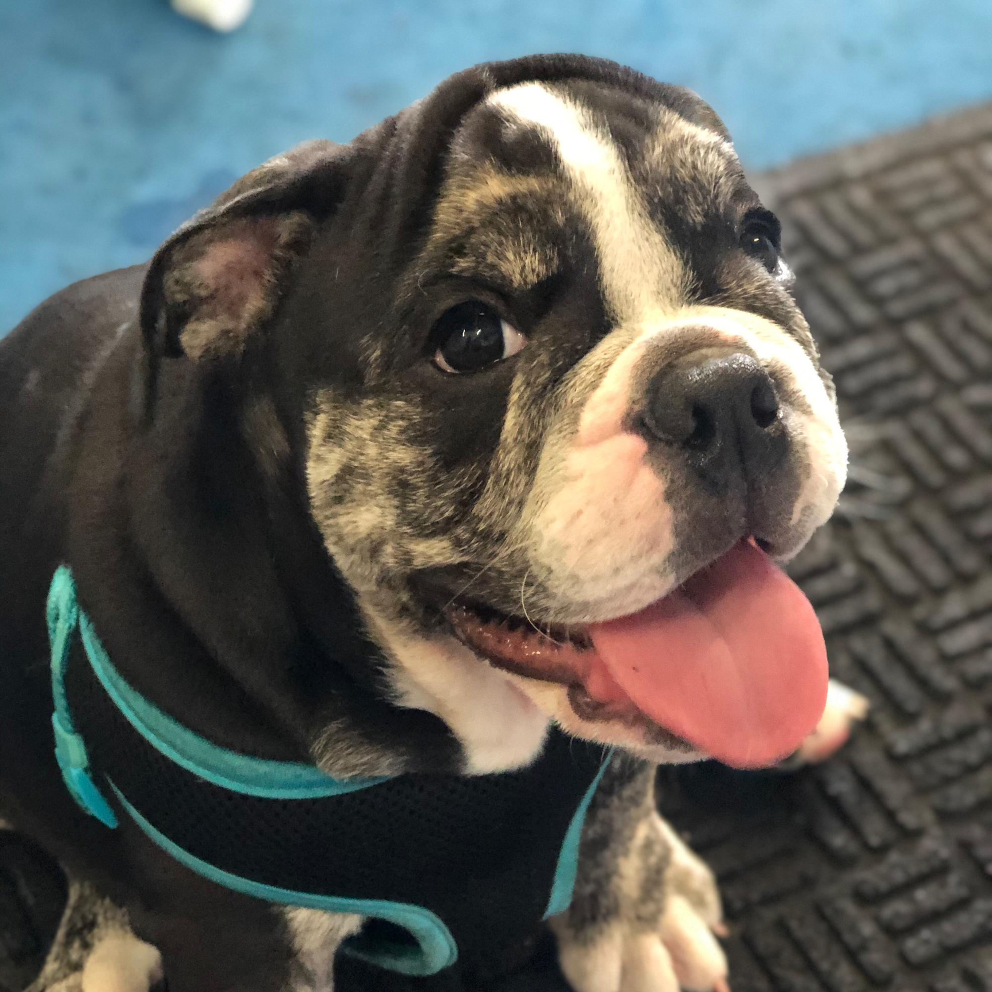 High Fidelity Dogs Everett