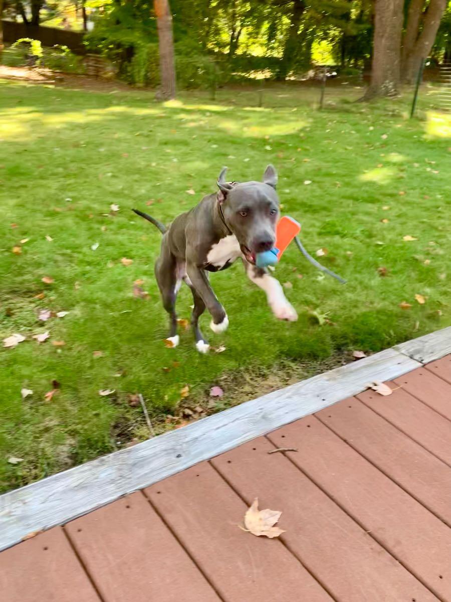 Toby's Top Dog Walking Framingham