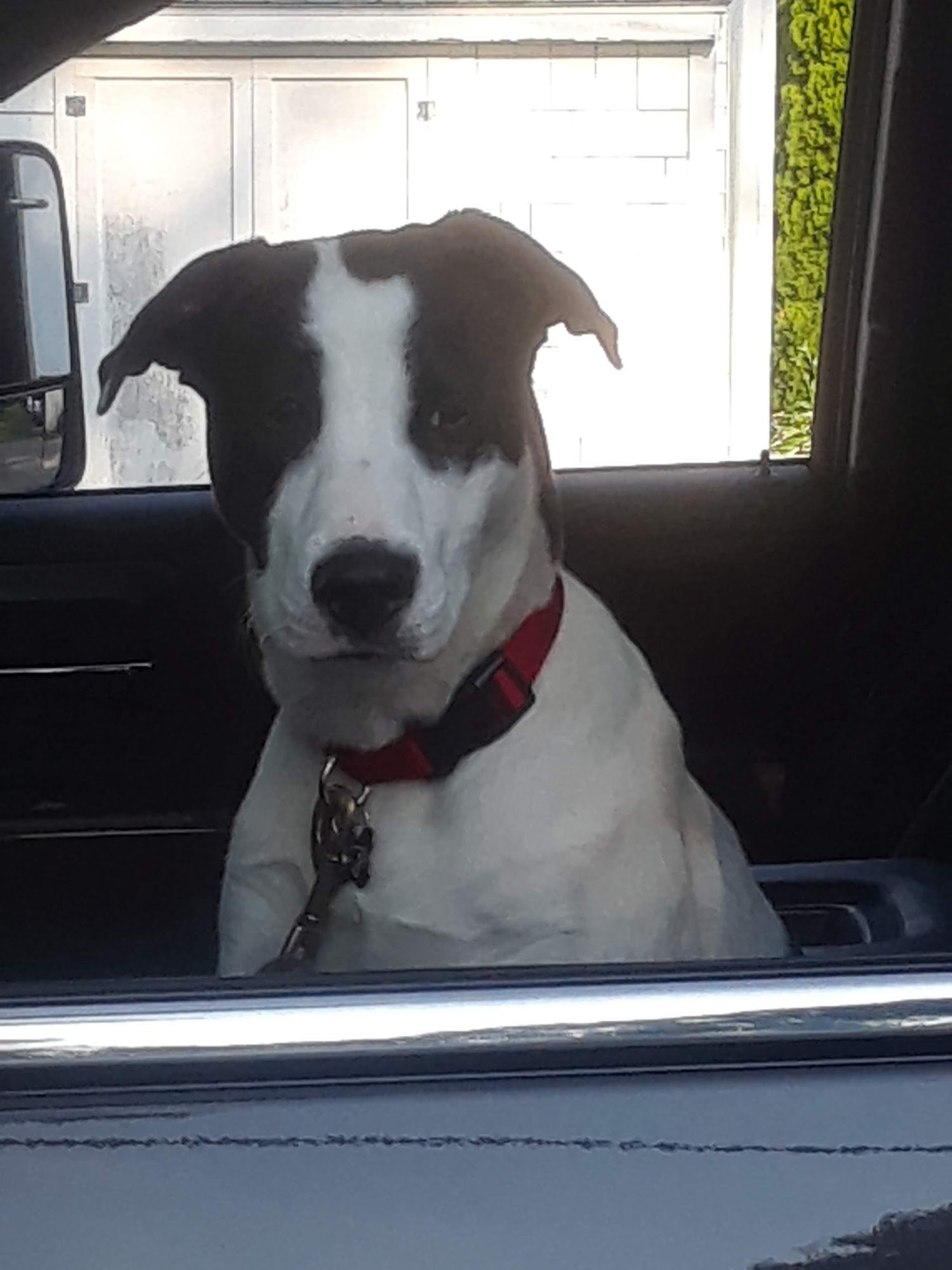 The Barking Lot Gloucester