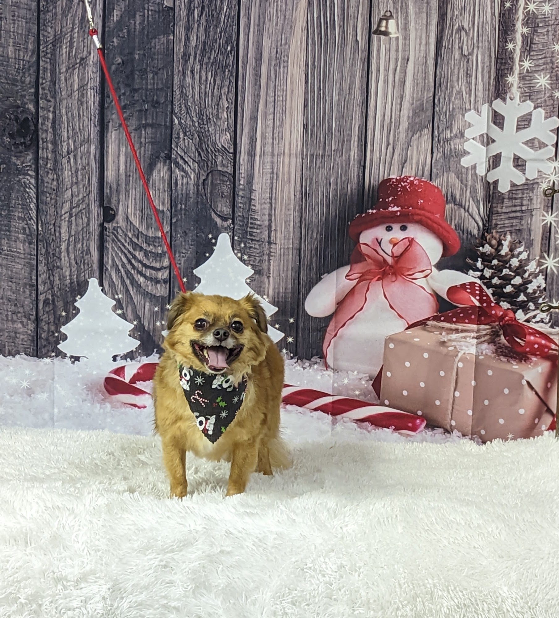 Kim's Dog & Cat Grooming Kim's Pet Resort LLC Granby Ma Granby