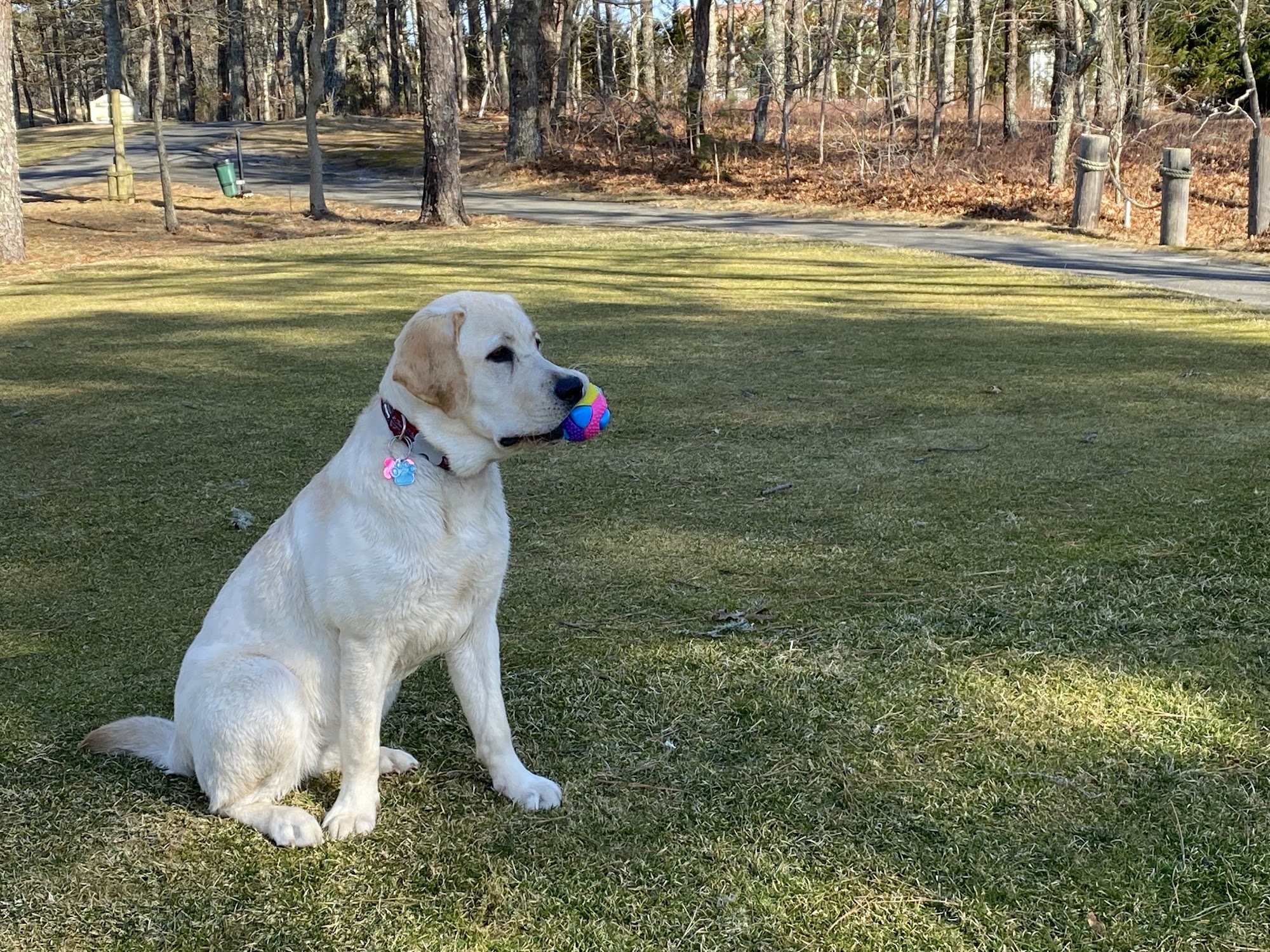 Derbyfield Kennel