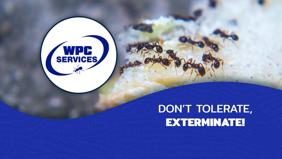 WPC Pest and Termite Control