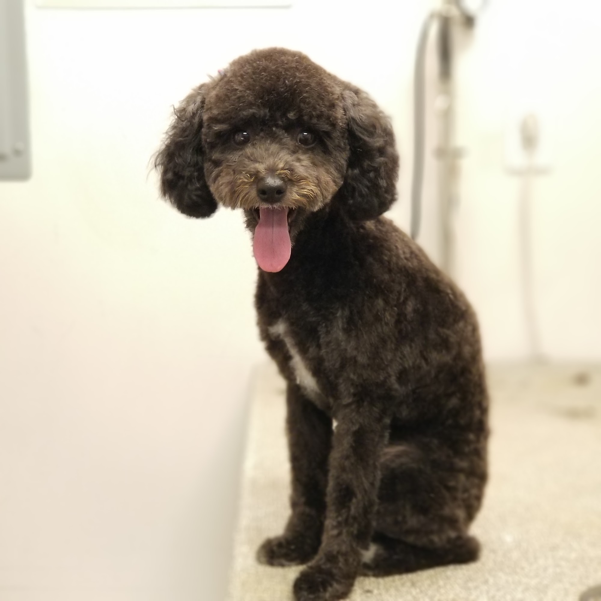 Sunshine Pet Parlor Hull