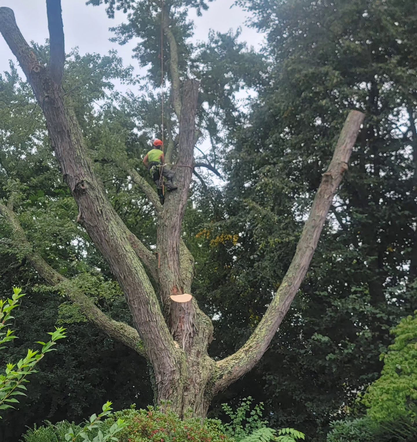 North Shore Tree Experts Paradise Rd, Ipswich Massachusetts 01938