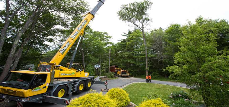 Mayer Tree Services 11 Lewis St, Lincoln Massachusetts 01773