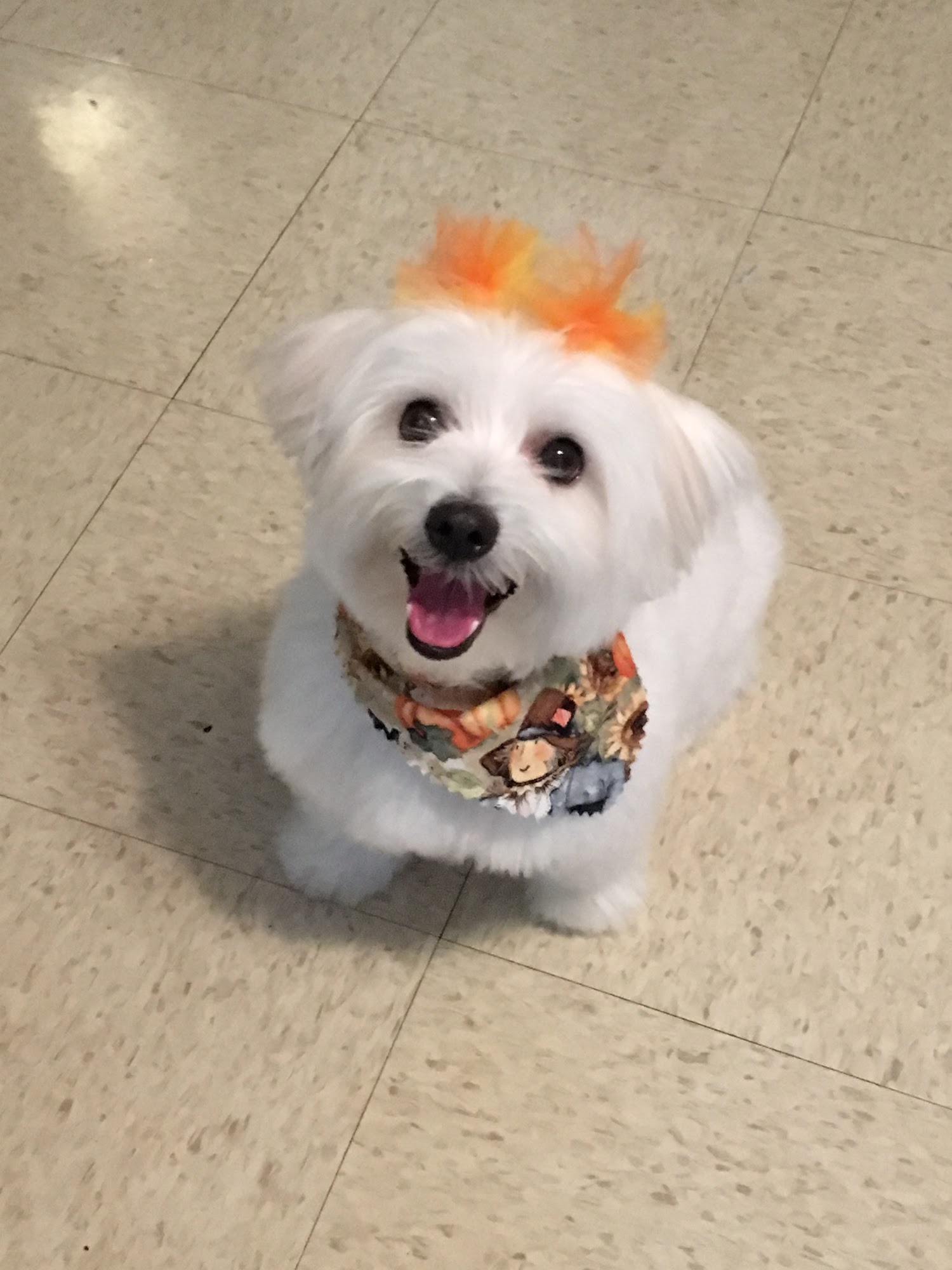 The Social Pup Lowell