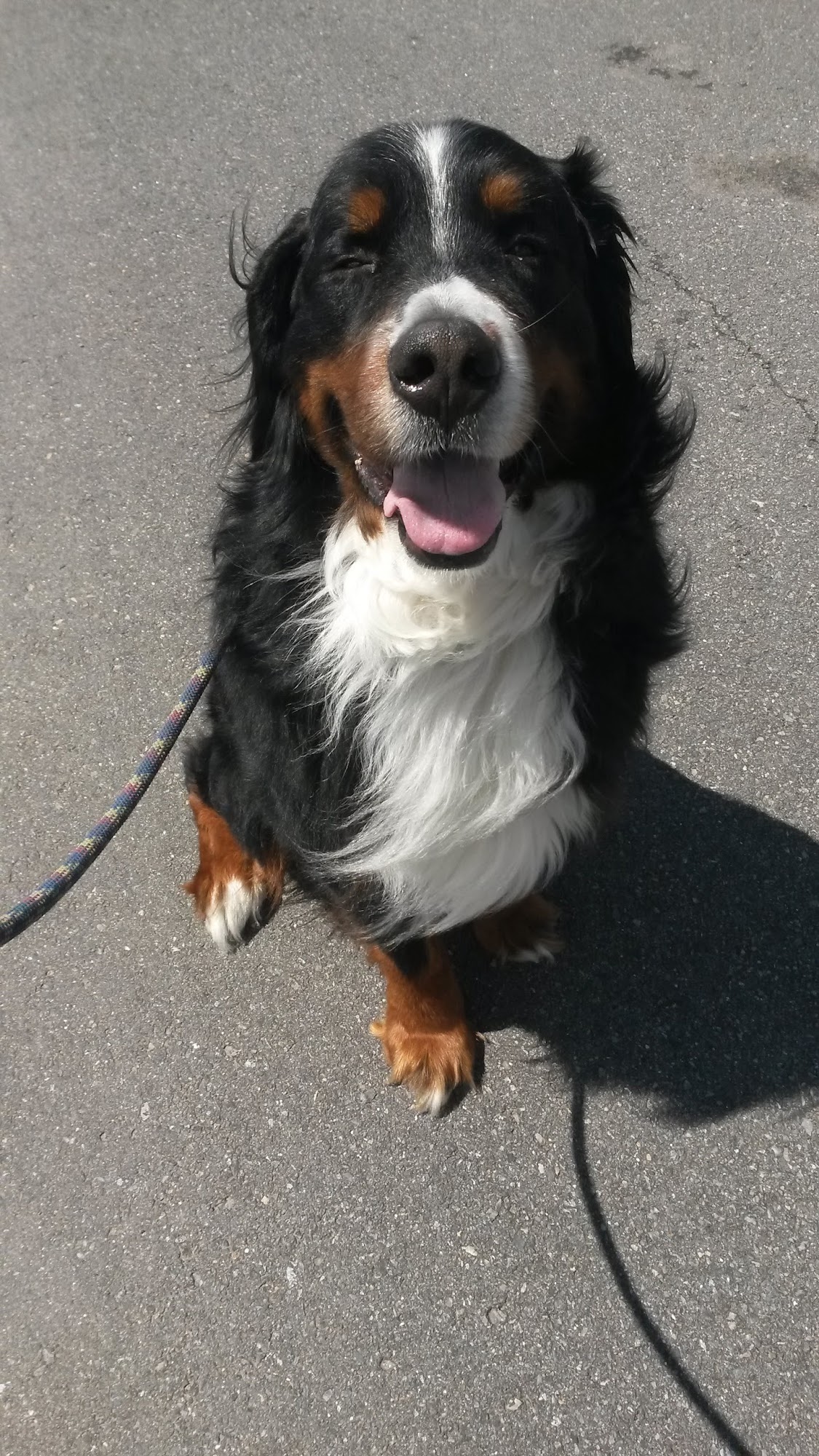 Jenn's Pet Services (formerly Boyd Pet Services) Lunenburg