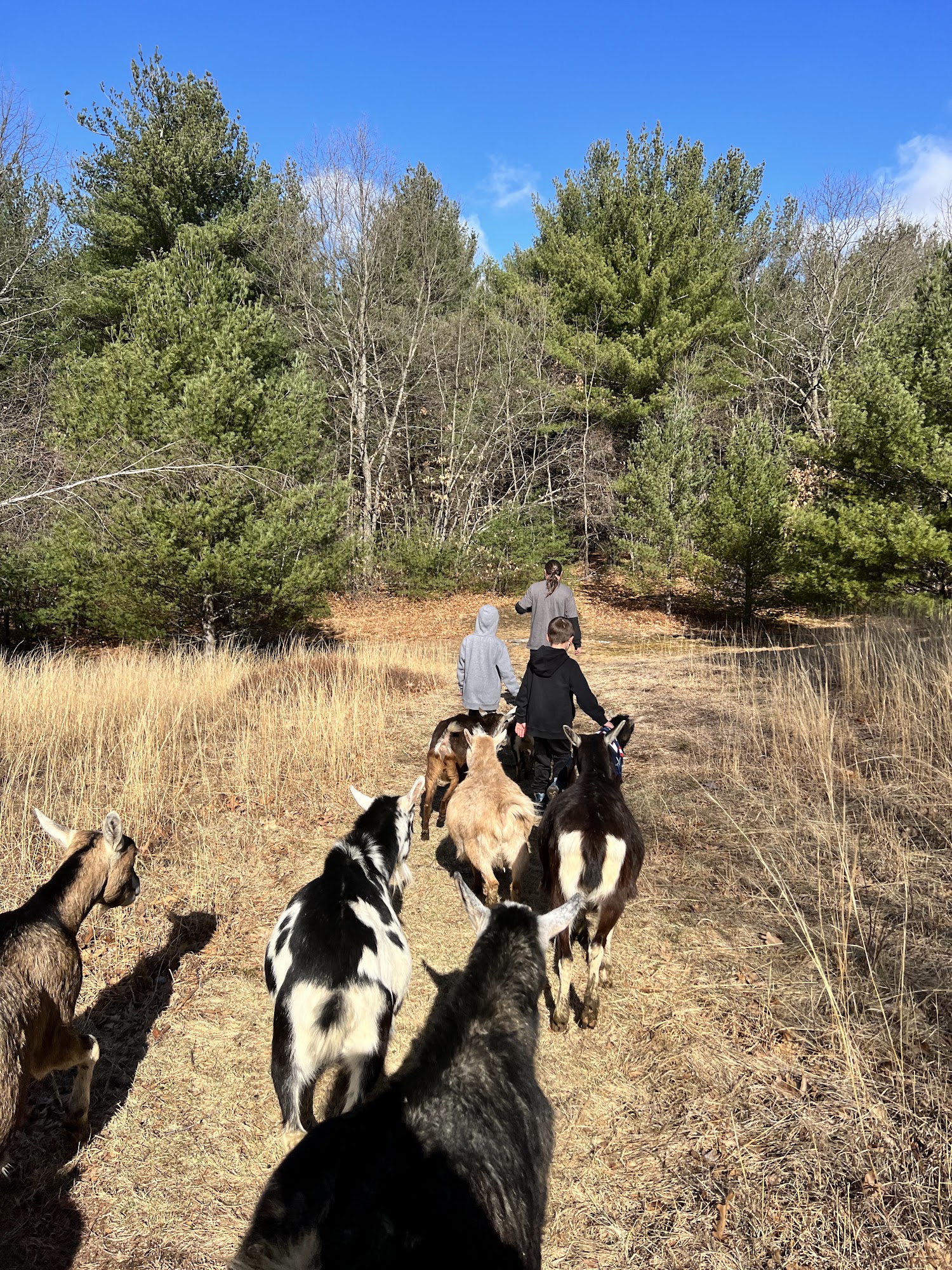 Central Mass Goat Rental 48 W Acres Dr, Lunenburg Massachusetts 01462